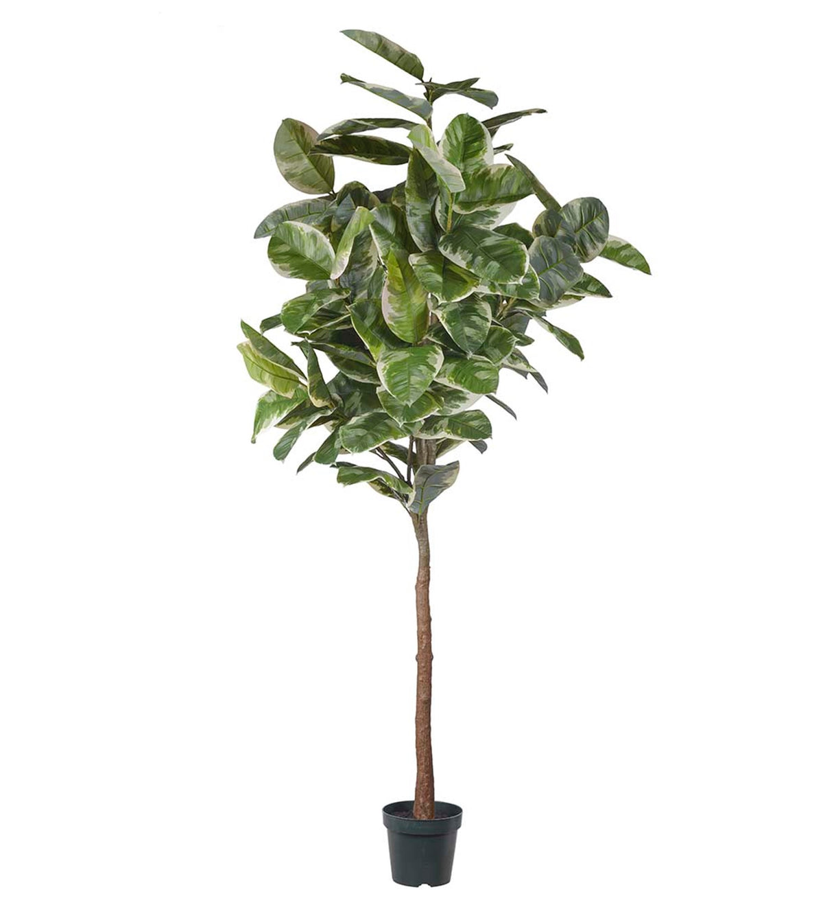 Kunstig tre Ficus Elastica | 2400 mm