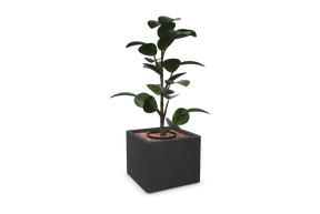 Kunstig plante Ficus Elastica