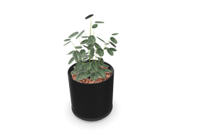 Kunstig plante Fittonia
