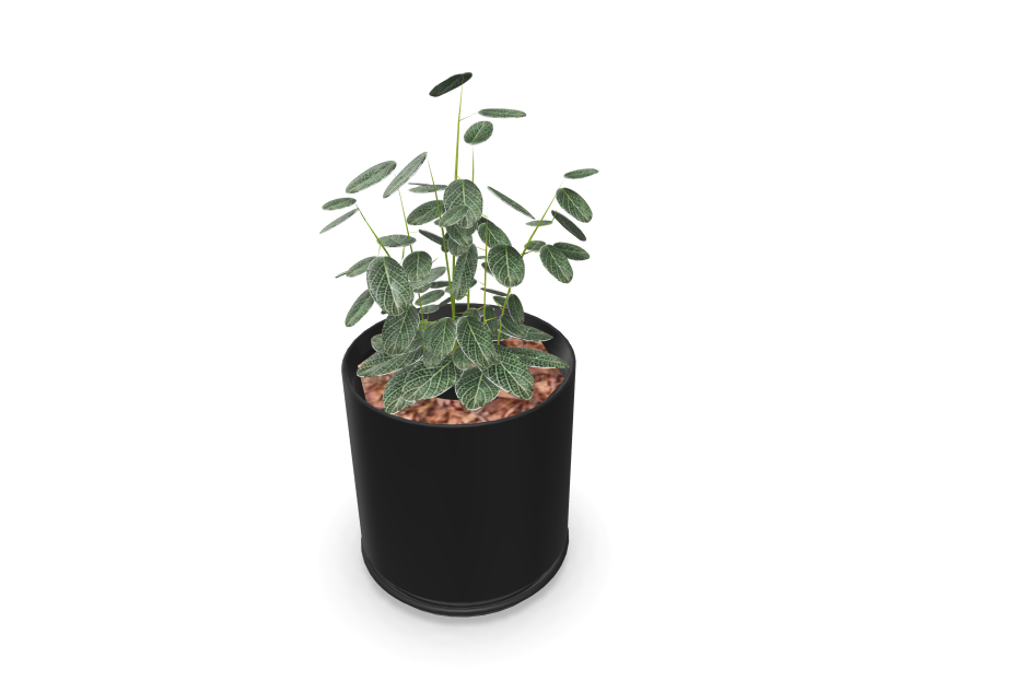 Kunstig plante Fittonia